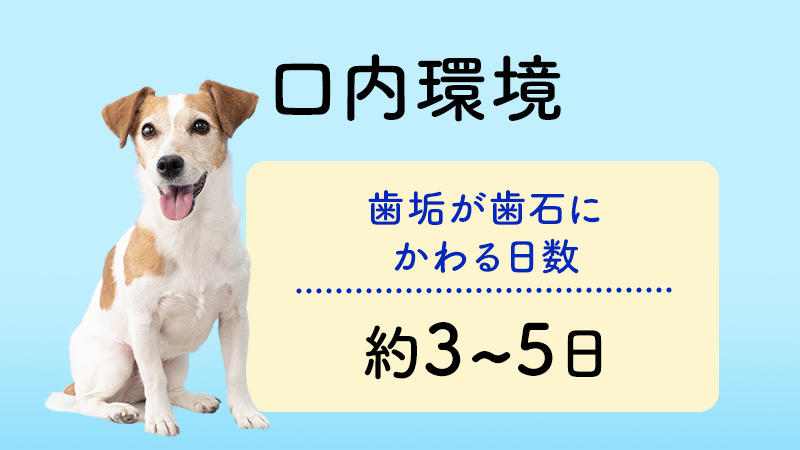 歯垢が歯石にかわる日数約3~5日